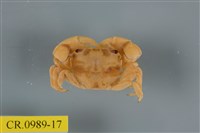 藏品(平背蜞)的圖片